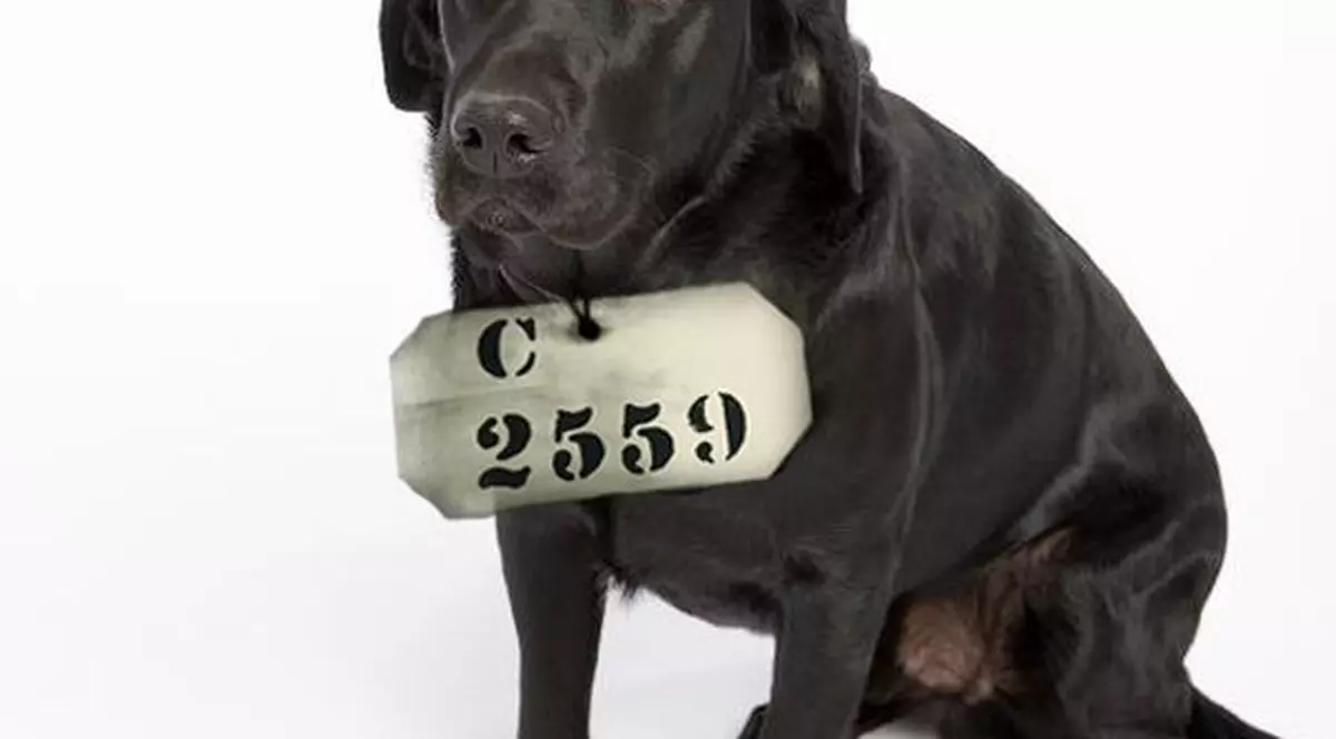 Citeşte povestea câinelui condamnat la închisoare pe viaţă! Labradorul Pep a intrat în istorie cu asta