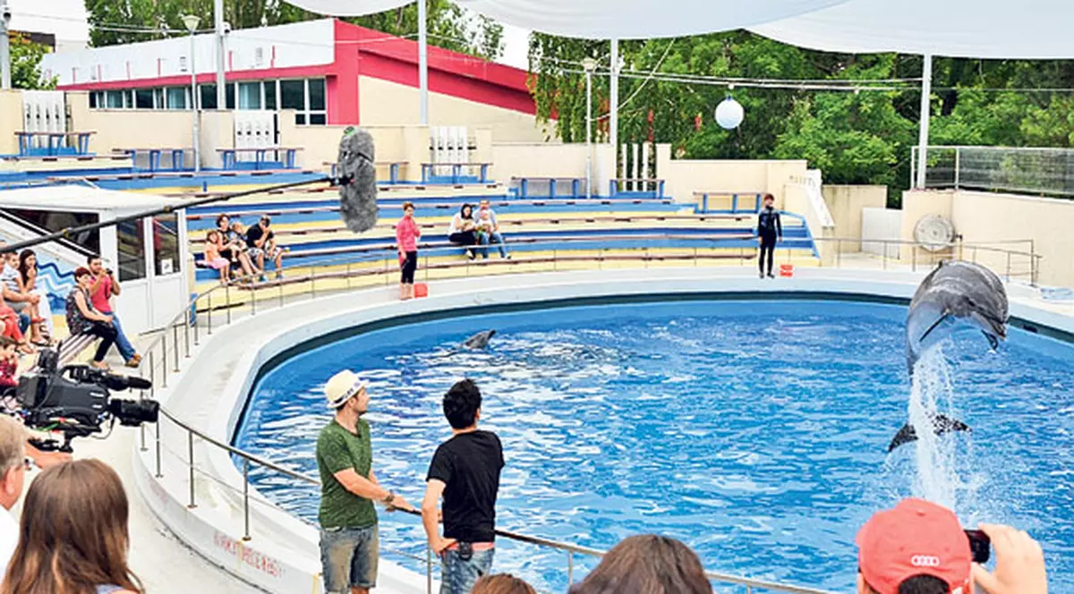 Ce băiţă le-au făcut delfinii! Senzaţii tari pentru Răzvan şi Dani la mare | FOTO