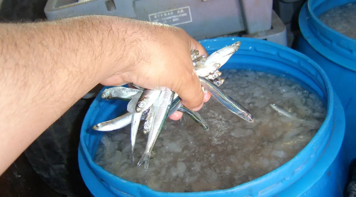 Braconieri prinşi cu sute de kilograme de peşte în dubă