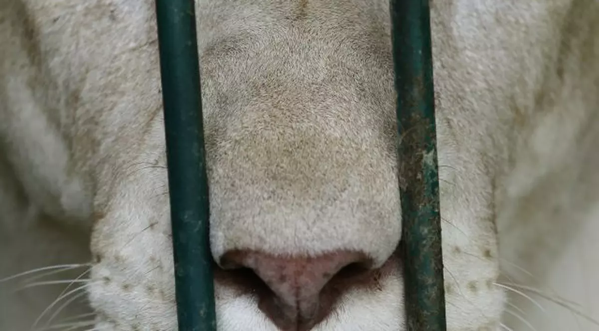 Incredibil! 14 lei albi descoperiți la un traficant de animale - FOTO 