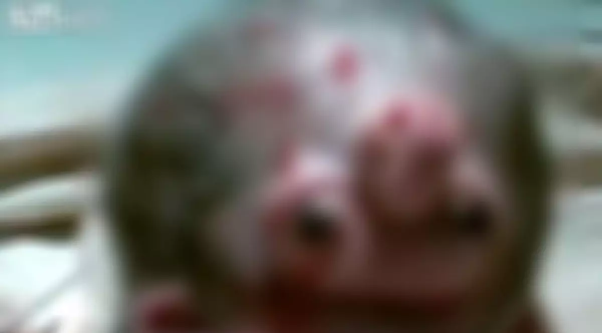 Ce CREATURĂ ciudată s-a născut în EGIPT! | VIDEO ŞOCANT 18+