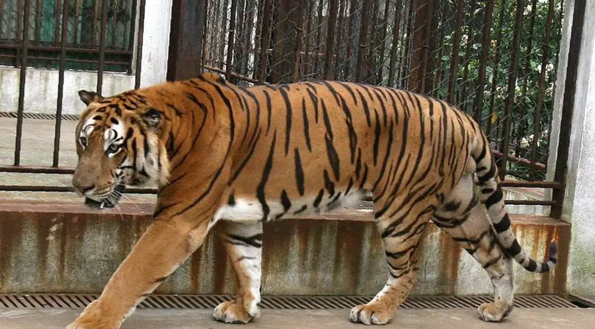 Îngrijitor de la Grădina Zoologică din Brașov sfâșiat de un tigru 