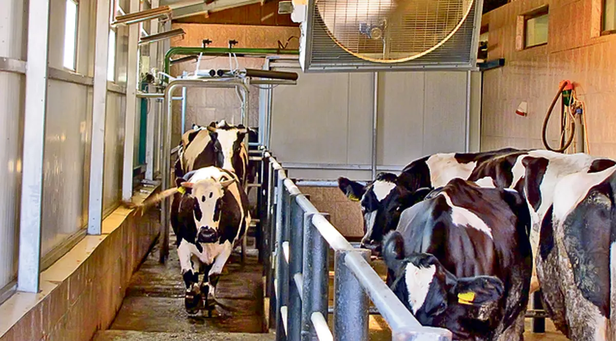 Muuultă răcoare! Fiecare se apără cum poate de caniculă