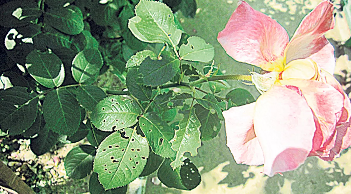 Specialiştii avertizează: Omizile atacă trandafirii!