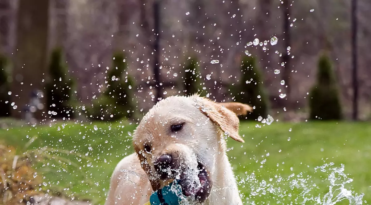 Animalele vor răcoare!