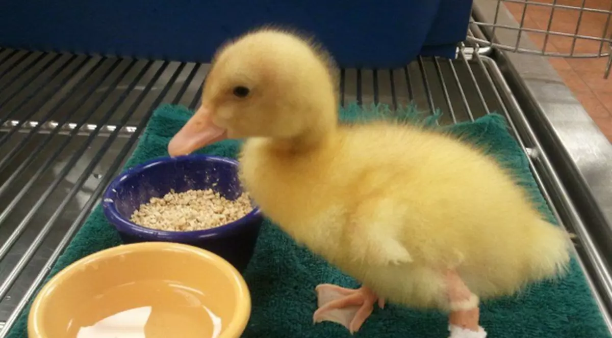 ÎNDUIOŞĂTOR: Răţuşca şchioapă va ţopăi din nou! | FOTO