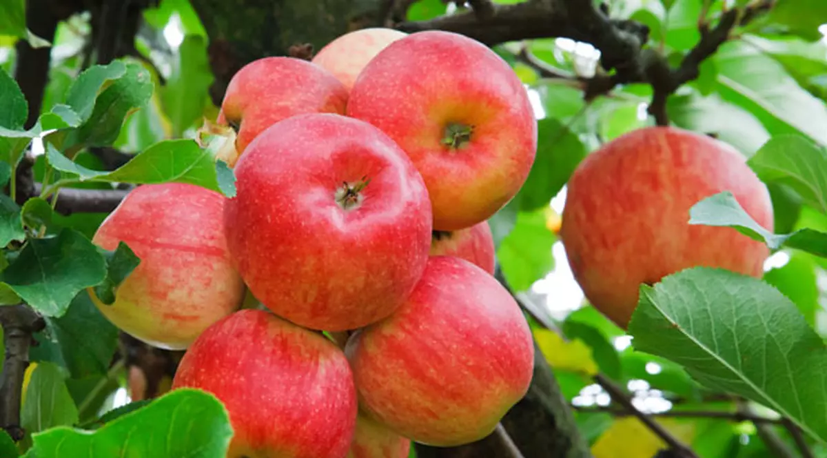 Moldovenii sunt aşi la aşa ceva! Noi de ce nu putem? 