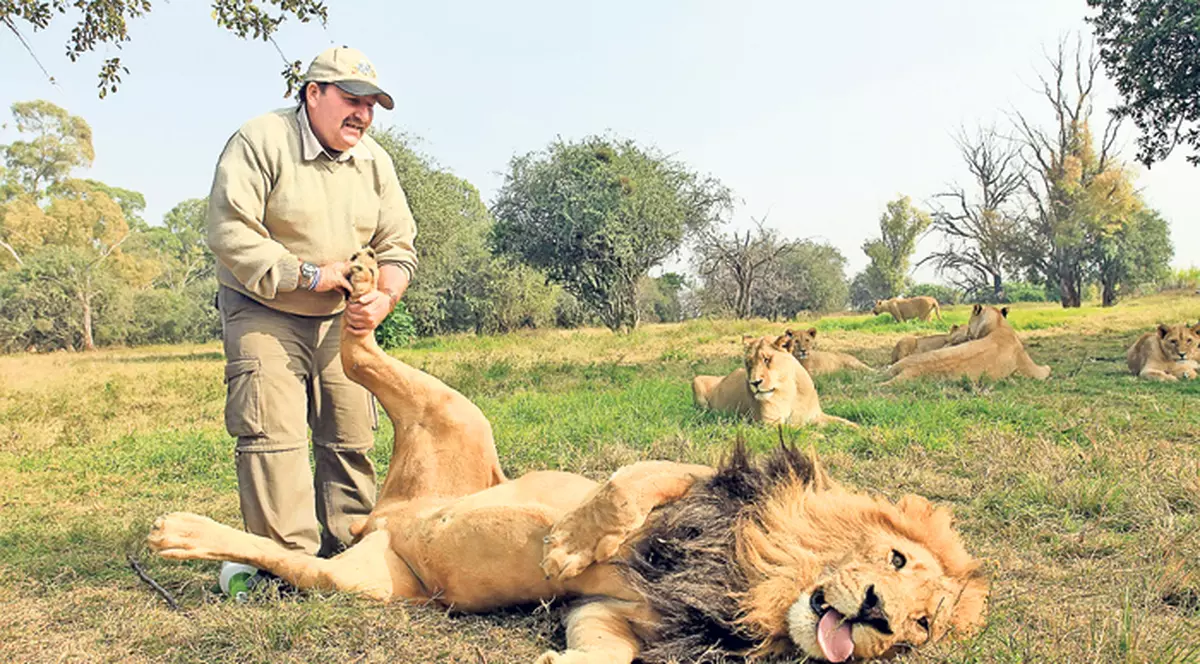 În Africa de Sud, leii sunt tratați regește, având parte de ședințe de masaj | FOTO