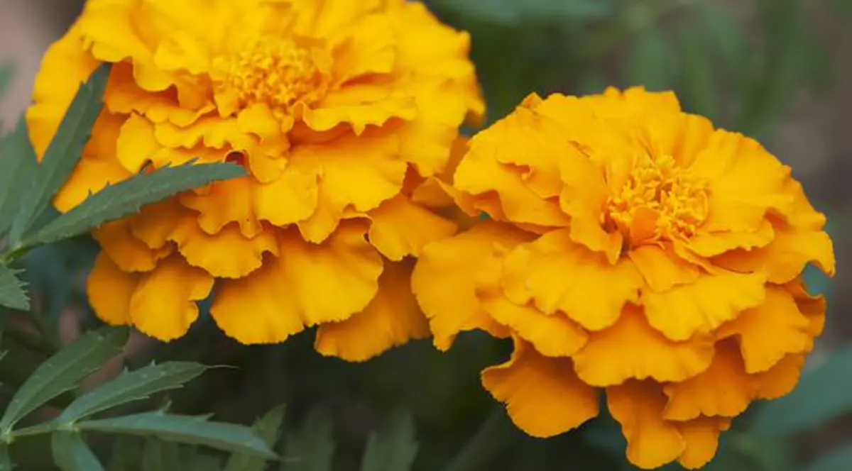 3 plante pentru balcoane încinse de soare