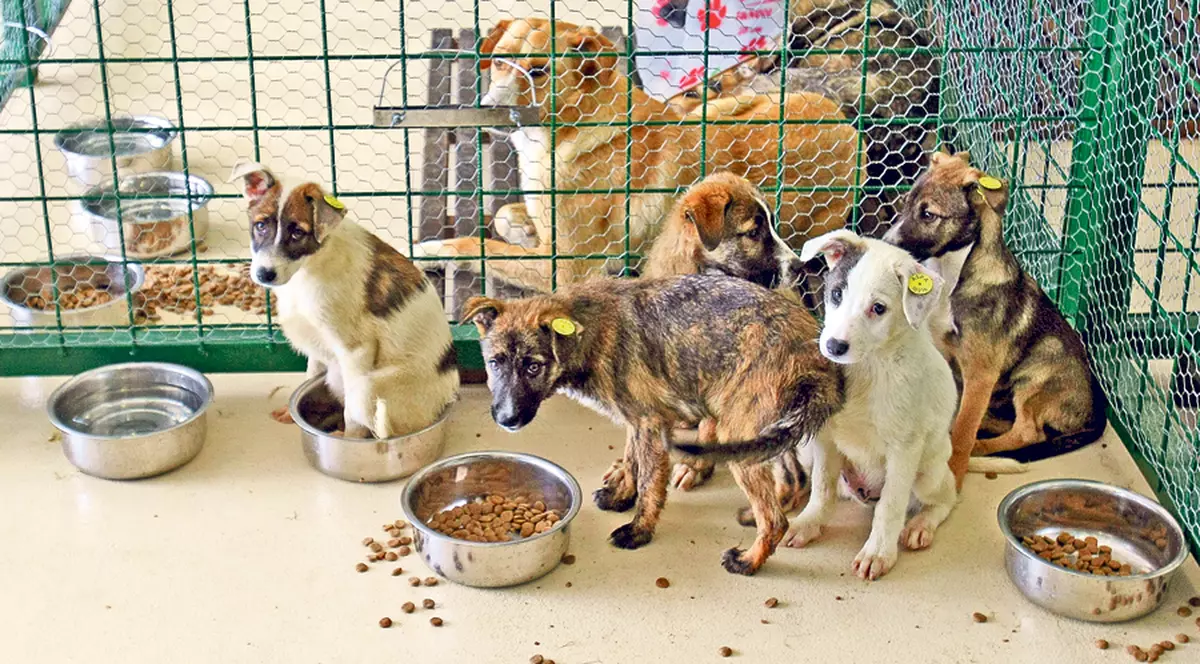 EUTANASIEREA CÂINILOR a rupt ROMÂNIA ÎN DOUĂ! VEDETELE sunt și ele ÎMPĂRȚITE