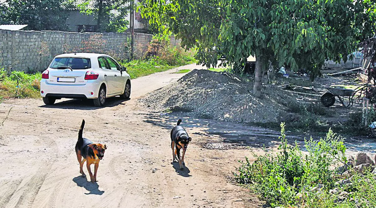 A AJUNS LA CAPĂTUL RĂBDĂRII! Un celebru JURNALIST de radio CERE: "Câinii să dispară de pe străzi"