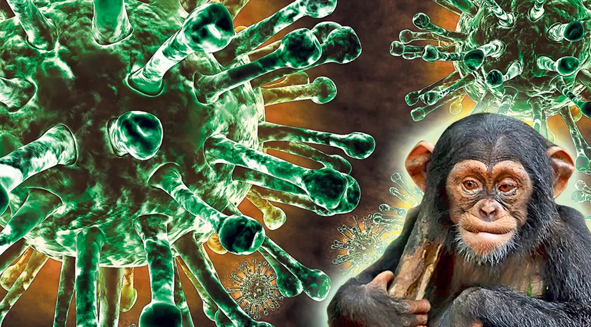 Au vindecat maimuţele de HIV! Urmează oamenii