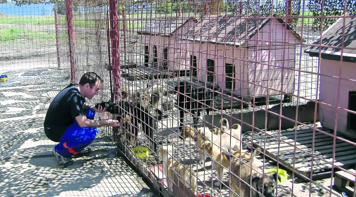 Uite că se poate! Au strâns 3.433 de câini şi NU îi OMOARĂ