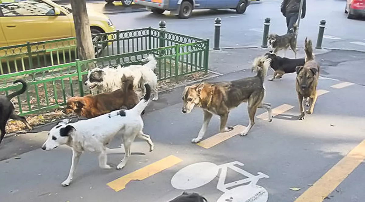 CÂINII VAGABONZI fac o NOUĂ VICTIMĂ! O femeie, în stare gravă după ce a fost muşcată de MAIDANEZI, în Bucureşti