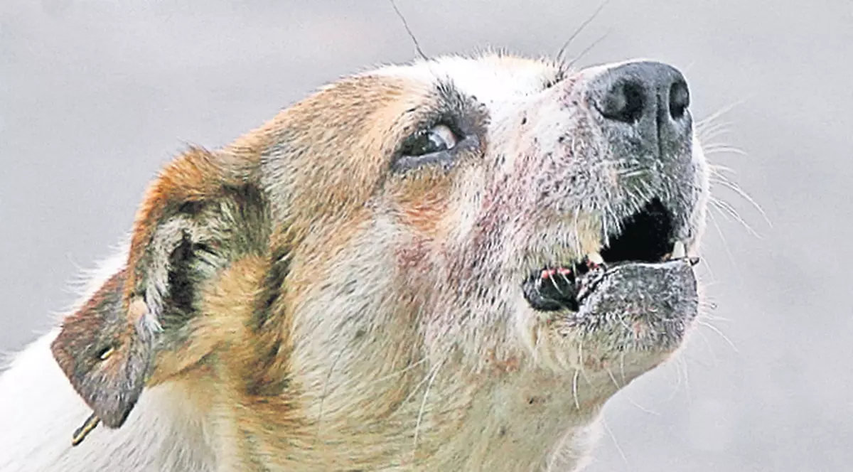 RĂSTURNARE DE SITUAŢIE ÎN CAZUL BĂIEŢELULUI UCIS DE MAIDANEZI. DNA s-a implicat în anchetă. Vezi DE CE