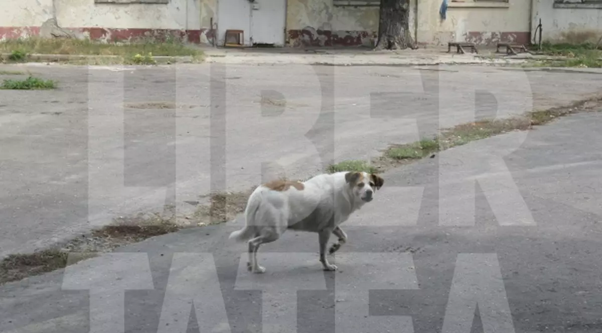 Primăriile şi Consiliile Locale, vinovate dacă maidanezii atacă oameni! O decizie judecătorească spune asta!