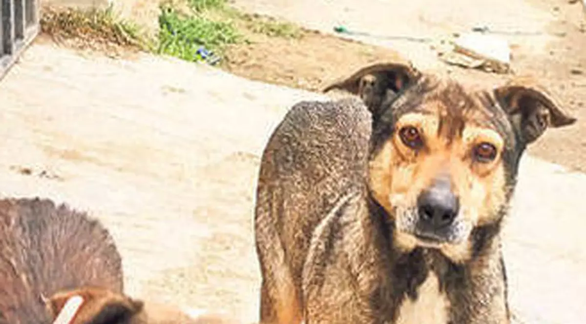 CÂT COSTĂ PRINDEREA UNUI MAIDANEZ în Bucureşti! TAXA E ILEGALĂ!