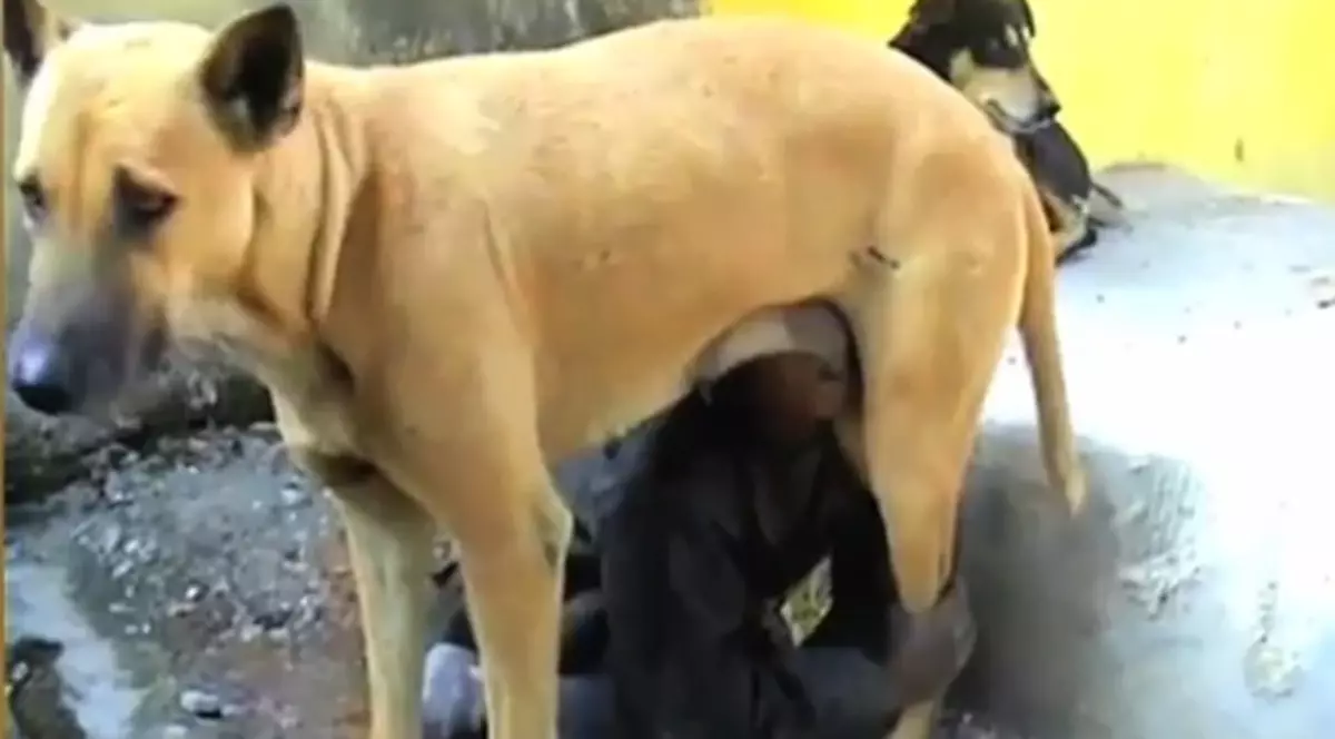 VIDEO INCREDIBIL! Ce face un băiat al străzii cu un maidanez! MAMA LUI E ŞOCATĂ!