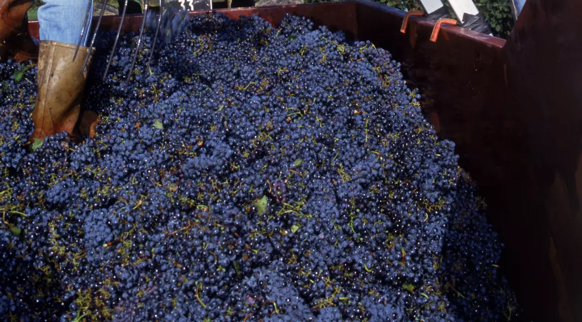 S-A ÎNTÂMPLAT în Buzău: Au vrut SĂ FACĂ VIN şi AU MURIT