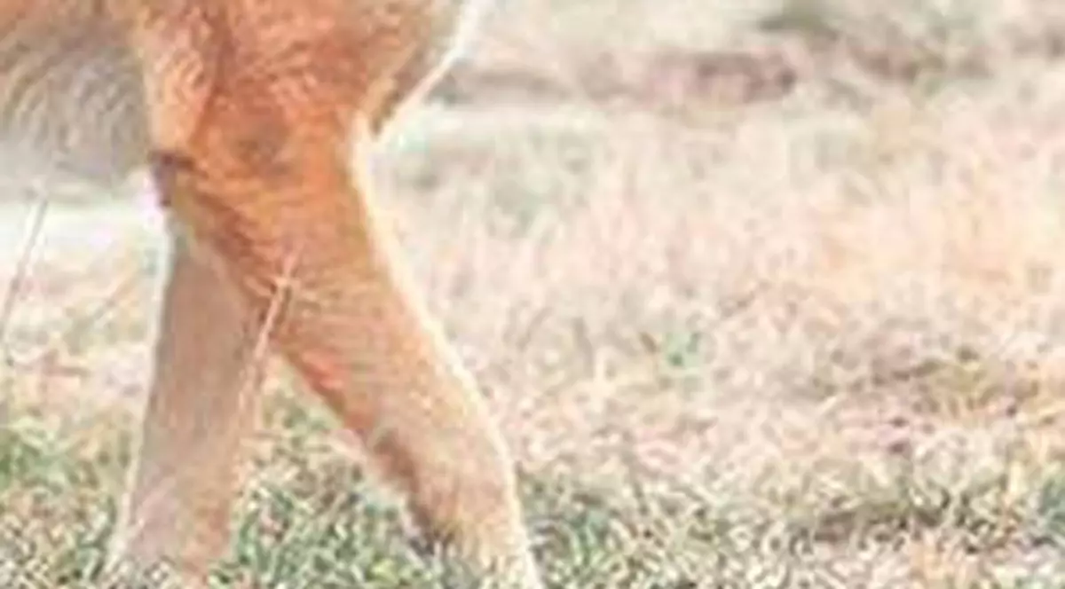 Imaginile care te vor bântui! Cum arată chistul hidatic, una dintre cele mai grave boli transmise de maidanezi – VIDEO ŞOCANT