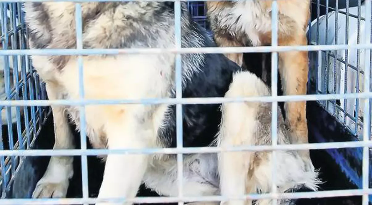 Verificări în casele stăpânilor de maidanezi adoptați