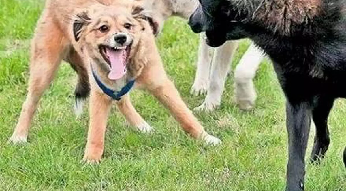 Un important politician face o DECLARAŢIE HALUCINANTĂ în privinţa eutanasierii maidanezilor: „Nu suntem de acord ca pentru un caz să omorâm milioane de câini”