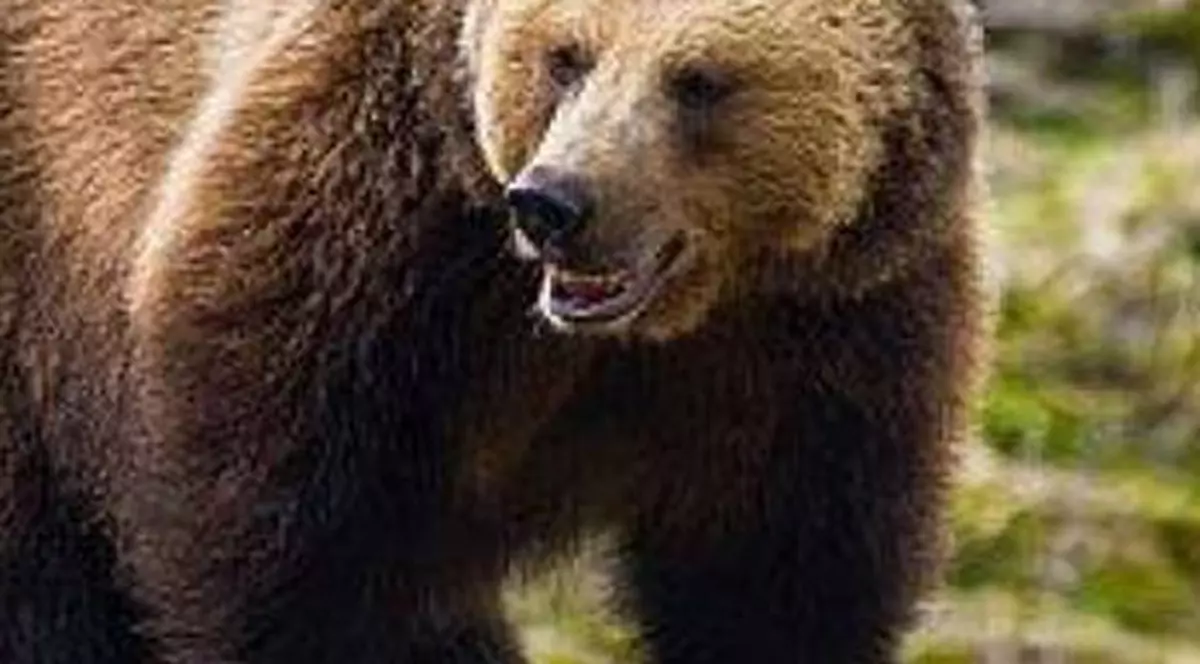 Două persoane, tată şi fiu, ATACATE DE O URSOAICĂ ÎN PROPRIA GOSPODĂRIE!