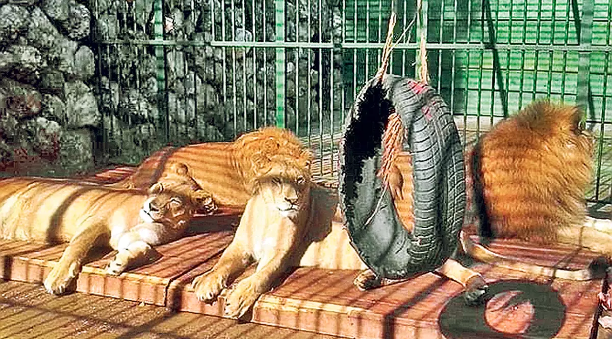 Leii lui Nuţu au «casă» cu încălzire centrală şi o piscină | FOTO