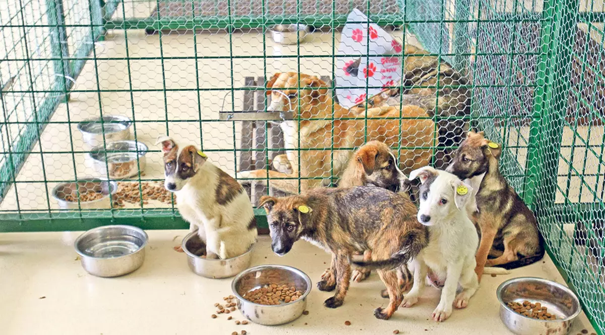 Legea antimaidanezi a fost trasă pe dreapta