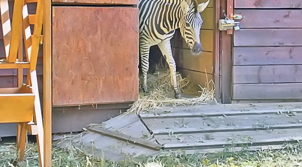 Zebra de la Zoo a murit înecată după ce a evadat