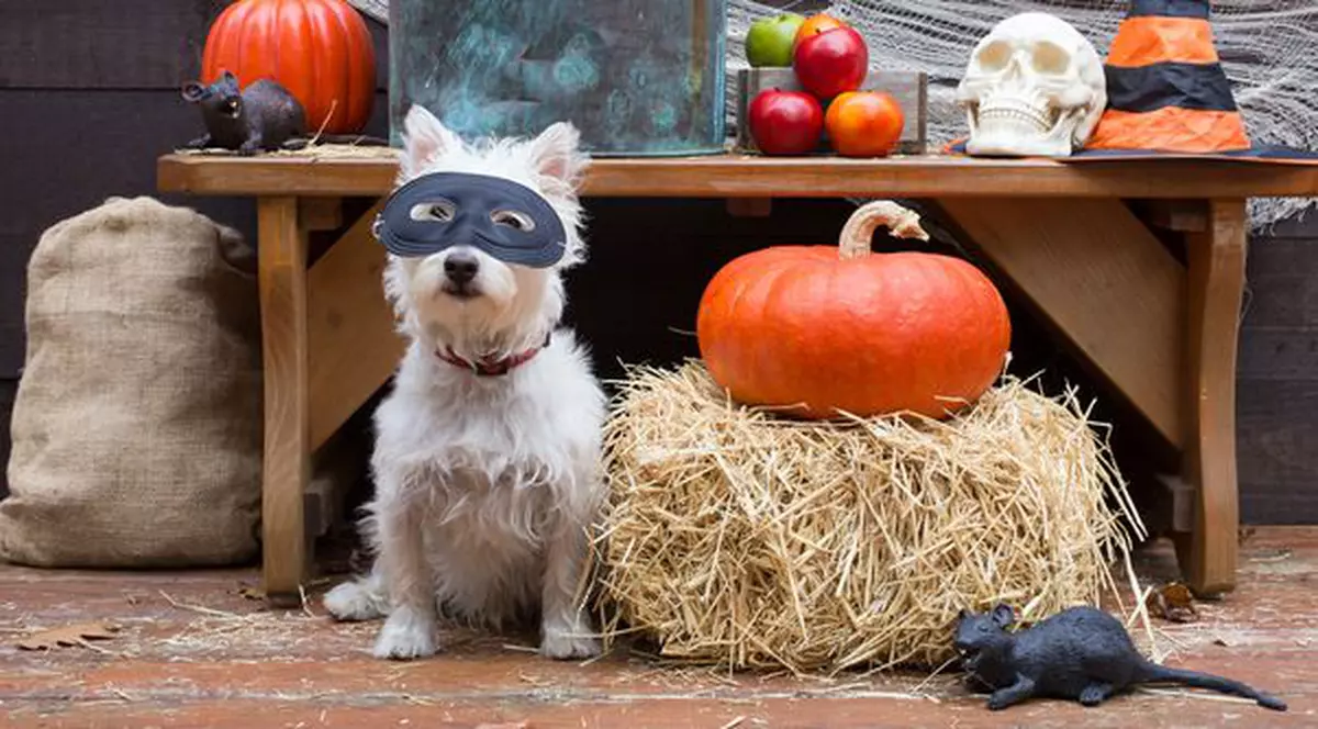 Halloween la tine acasă: cum pregăteşti o petrecere de groază