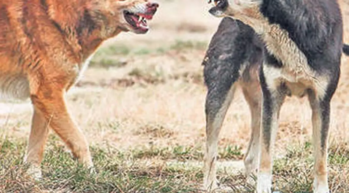 Un bătrân de 65 de ani, ÎN STARE GRAVĂ LA SPITAL, după ce A FOST MUŞCAT DE O HAITĂ DE MAIDANEZI!