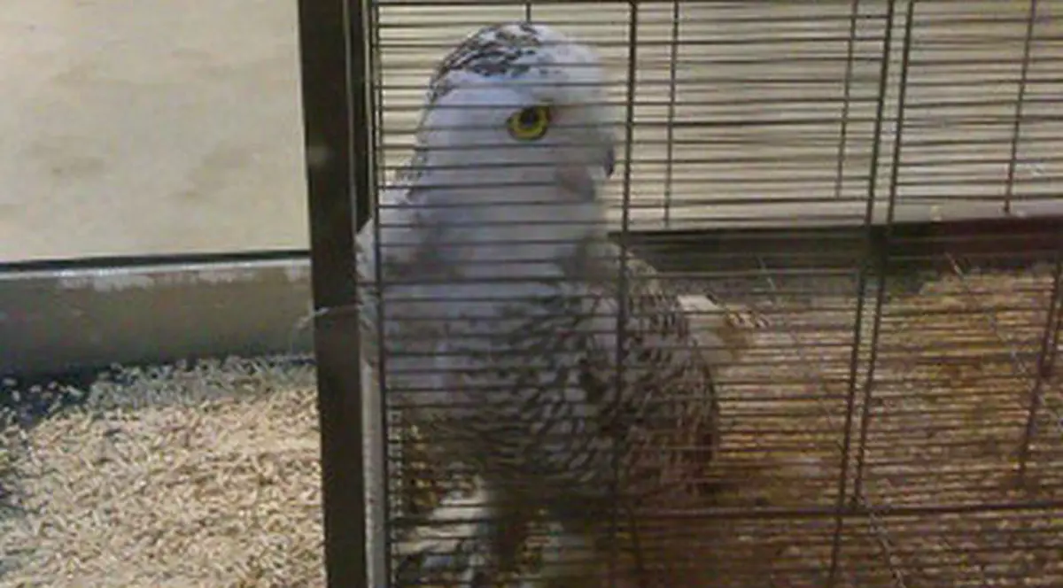 Descoperire incredibilă într-un pet shop din Capitală! 