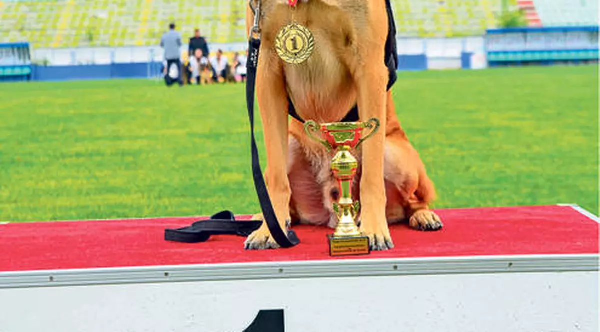 Toby, amicul lui Băsescu, este campion! GALERIE FOTO