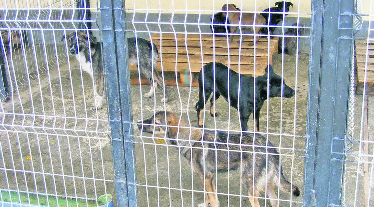 Haiducie la adăpostul de câini! Gestul incredibil făcut de două tinere din Paşcani