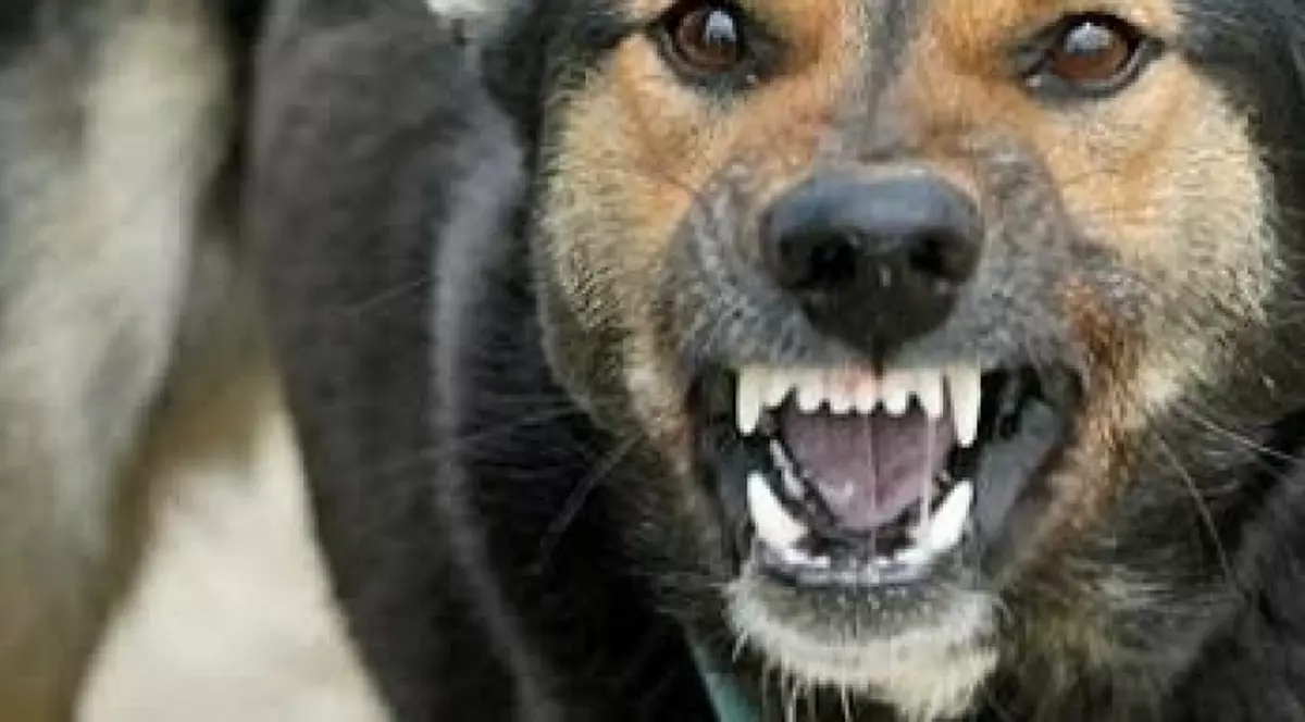 MĂSURĂ RADICALĂ! Lista ONG-urilor şi a PERSOANELOR fizice care NU MAI AU VOIE SĂ ADOPTE MAIDANEZI