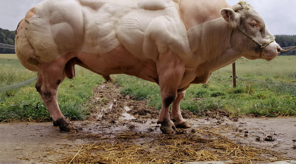 Taurul modificat genetic ajunge la  preţul de 20.000 de lire sterline bucata