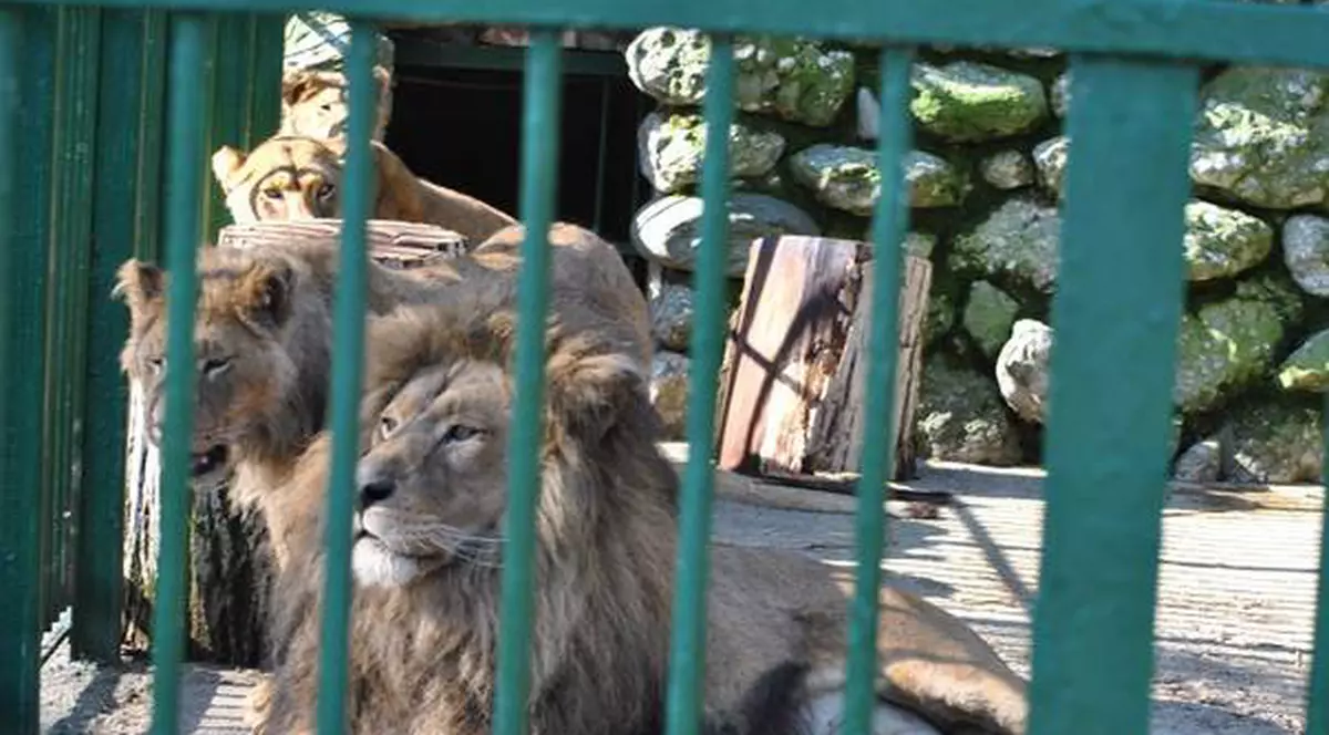Leii lui Nuţu Cămătaru vor petrece iarna la Grădina Zoologică din Galaţi