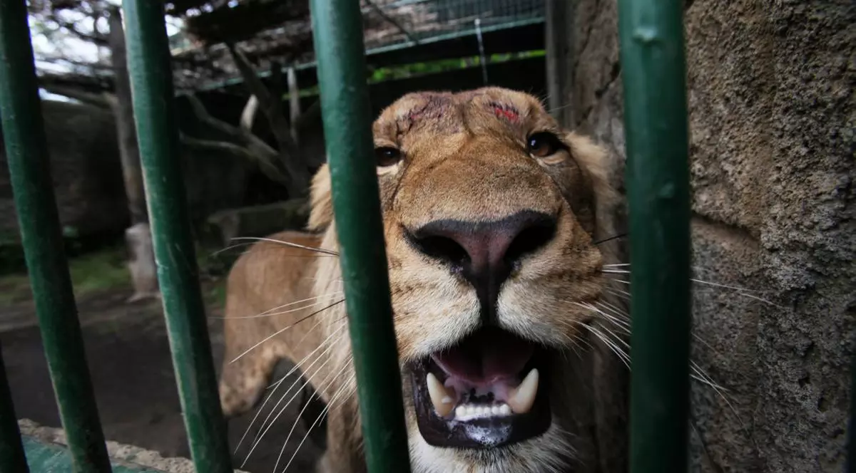 Jucător de rugby mușcat de un leu