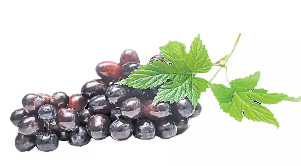 Uleiul din sâmburi de struguri, tratament pentru regenerarea părului