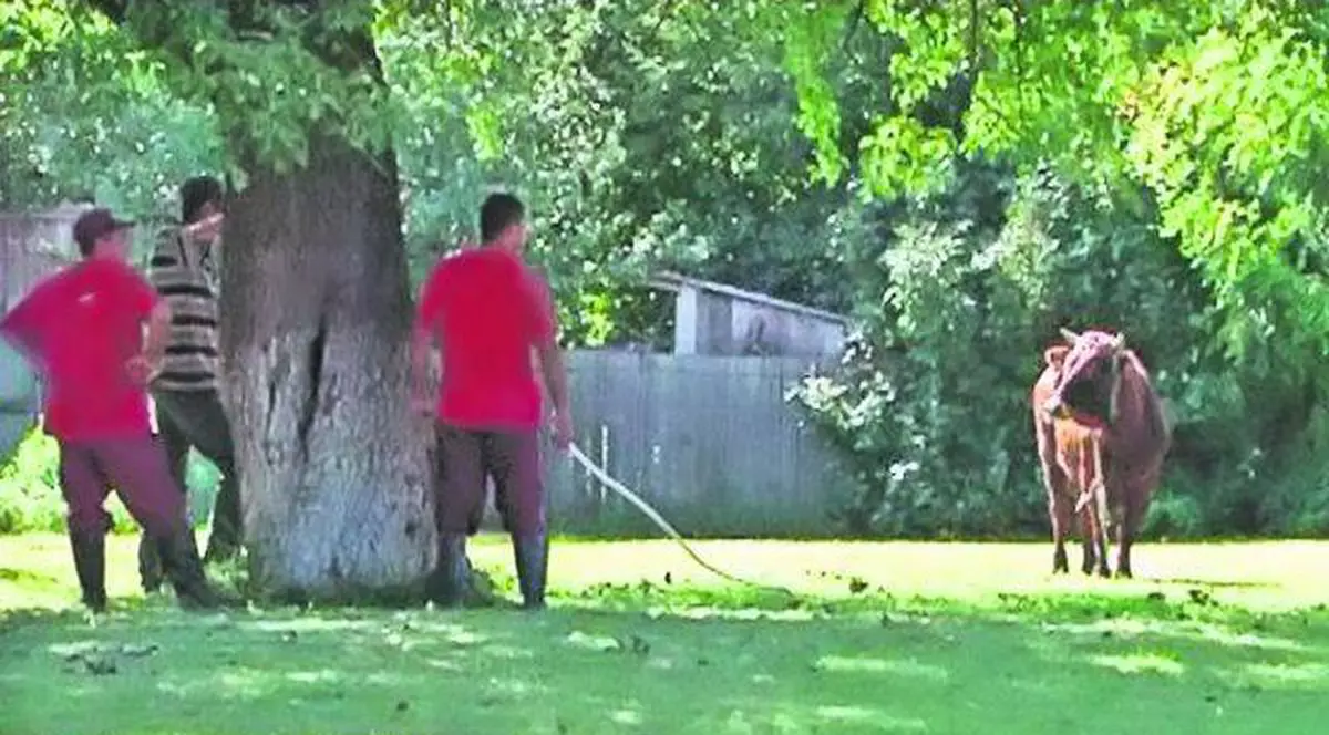 INCREDIBIL! Poliţist din Brăila spulberat în intersecţie de un... taur furios | VIDEO