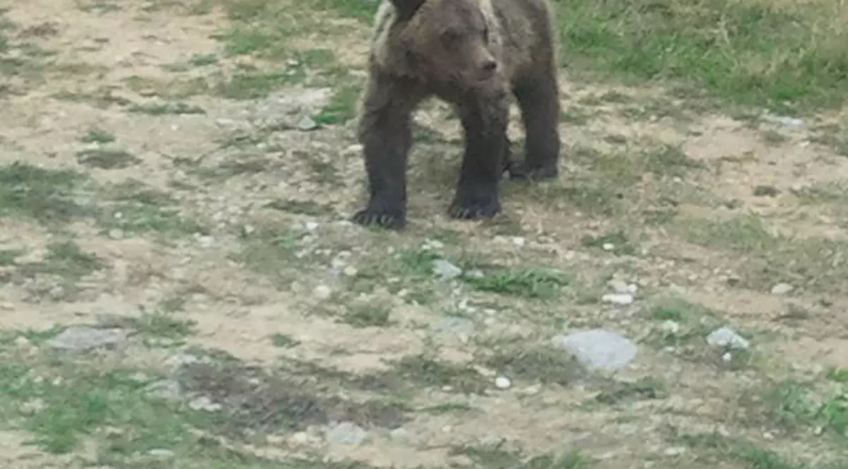 ŞOCANT! Cadavrul unui bărbat, descoperit în timp ce era târât de un urs