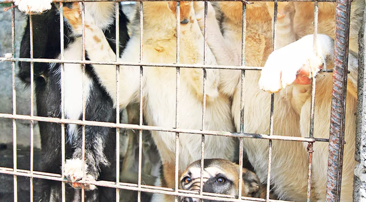 Dacă nu ne adoptați, ăștia ne omoară!