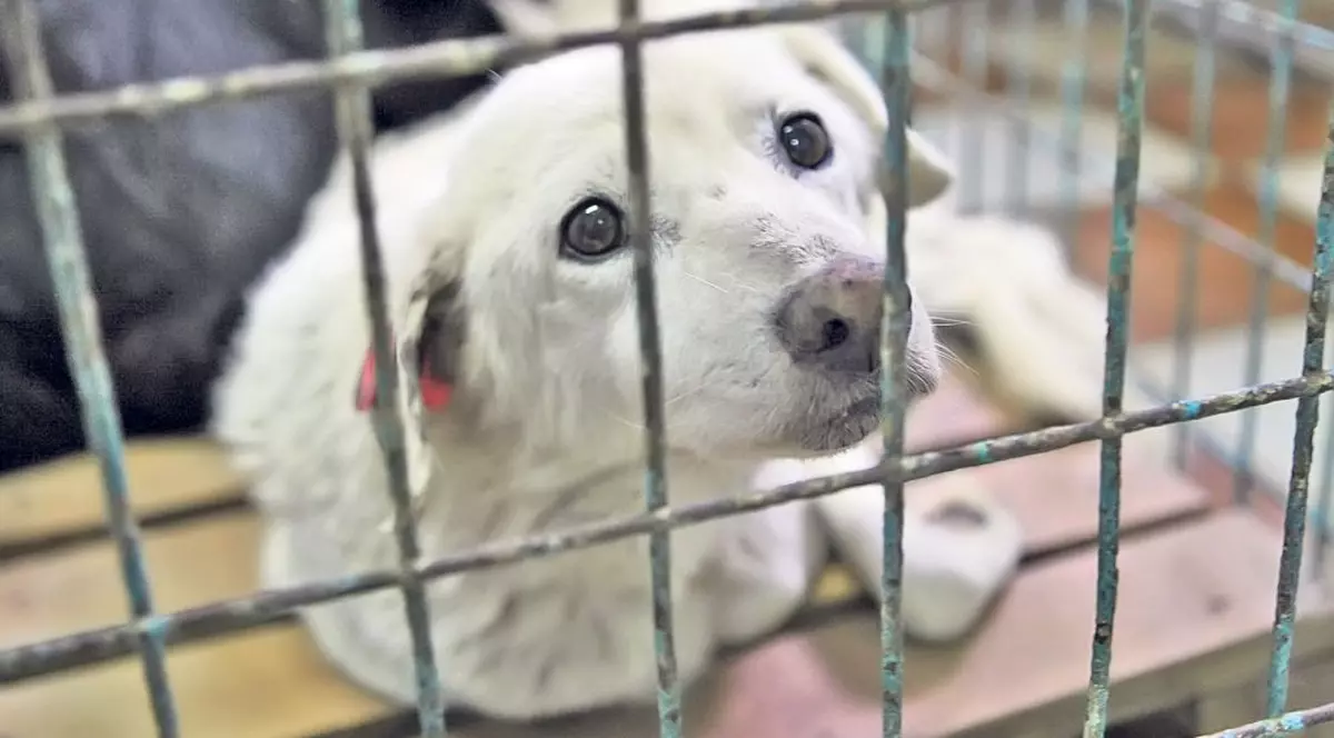 De ce ne-aţi abandonat?