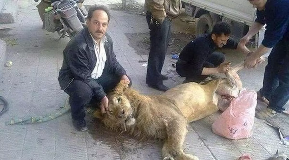 ĂŞTIA AU AJUNS SĂ MĂNÂNCE LEUL DE LA ZOO! Povestea gestului lor este de-a dreptul incredibilă