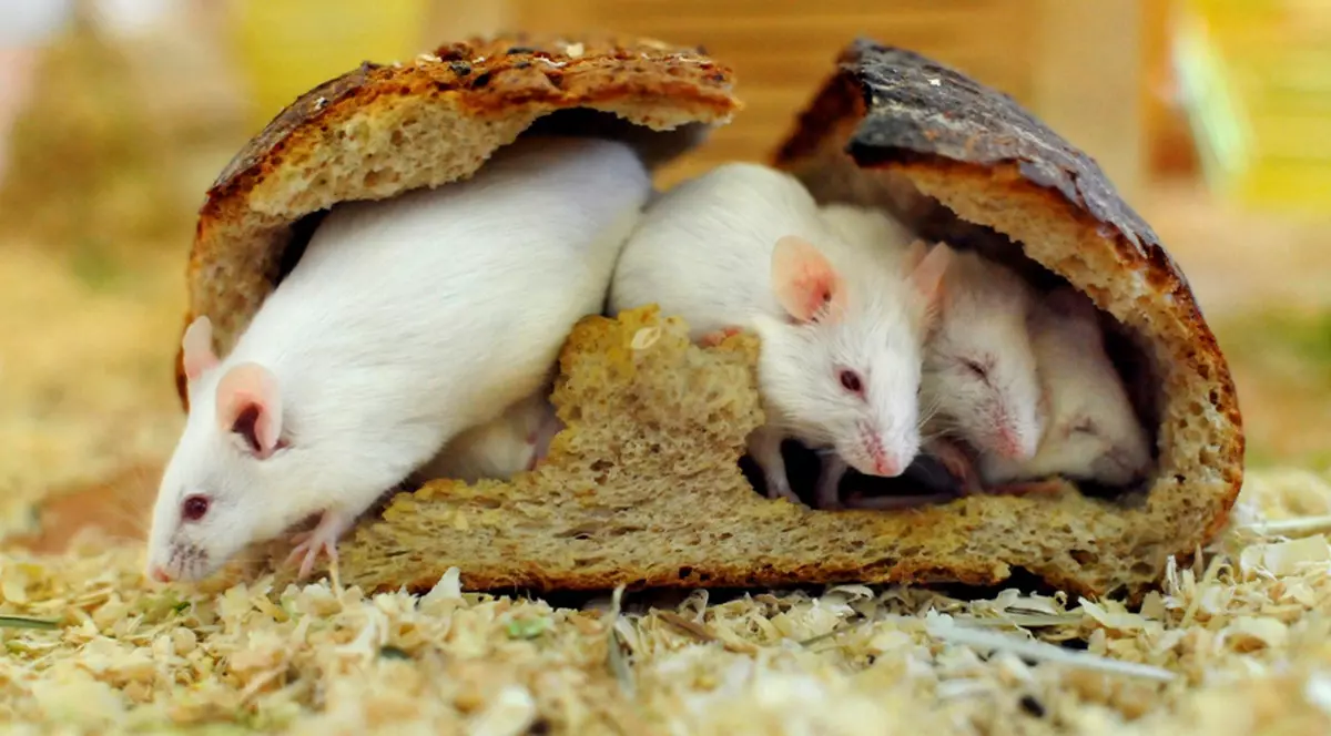 ALERTĂ ÎN MAREA BRITANIE! Locuitorii SUNT TERORIZAŢI de O INVAZIE DE ŞOBOLANI MUTANŢI! Vezi CE ESTE CEL MAI ÎNSPĂIMÂNTĂTOR!