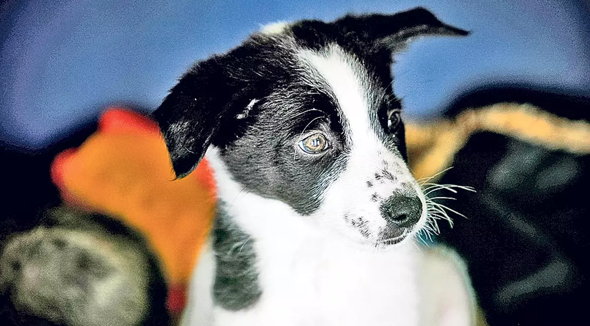 Nu declari câinele, iei amendă de 3.000 de lei!