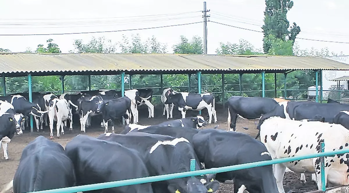 Zeci de fabrici de lactate, la un pas de a fi închise