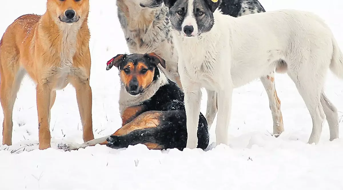Oprescu a cerut ajutorul SRI în problema maidanezilor