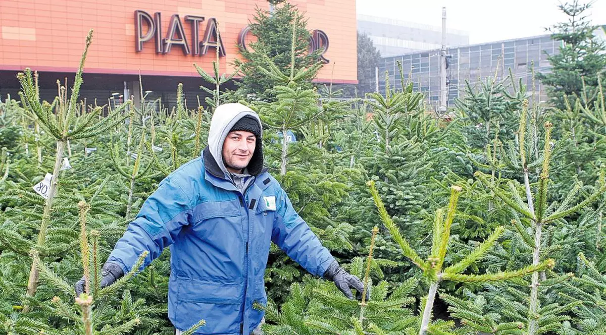 Iei bradul acum şi-l poţi plăti până la Paşte